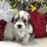 マルックス(マルチーズ×ダックスフンド)【茨城県・男の子・2025年10月25日・レッド&ホワイト】の写真3