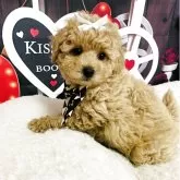 マルプー(マルチーズ×トイプードル)【愛知県・男の子・2025年1月28日・クリーム】の写真12