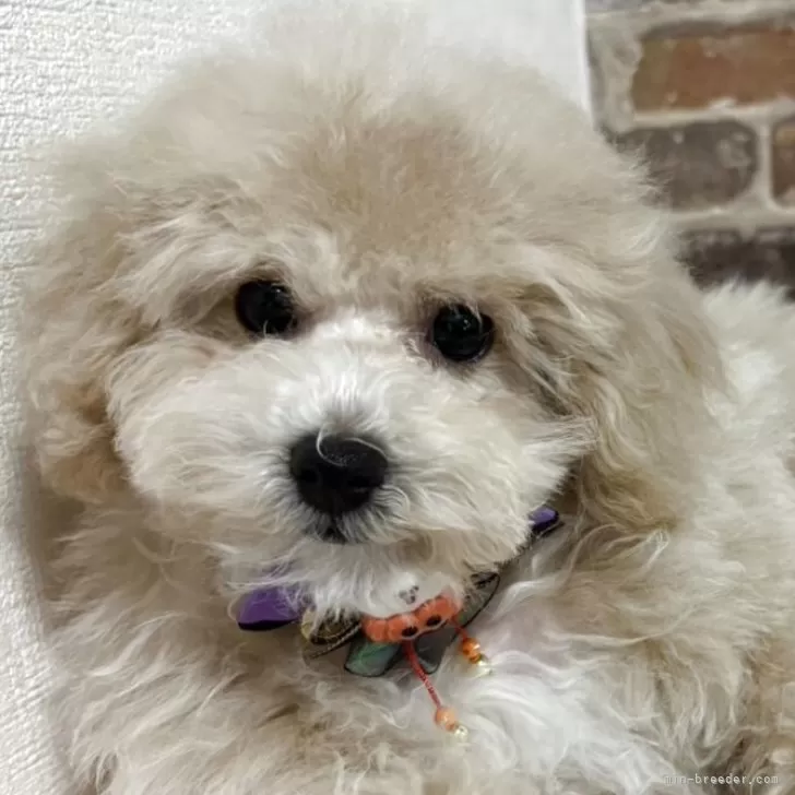 A.K 様のお迎えした子犬