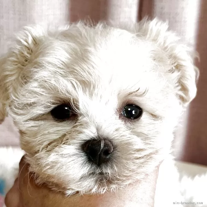 ID：2505-00756の子犬