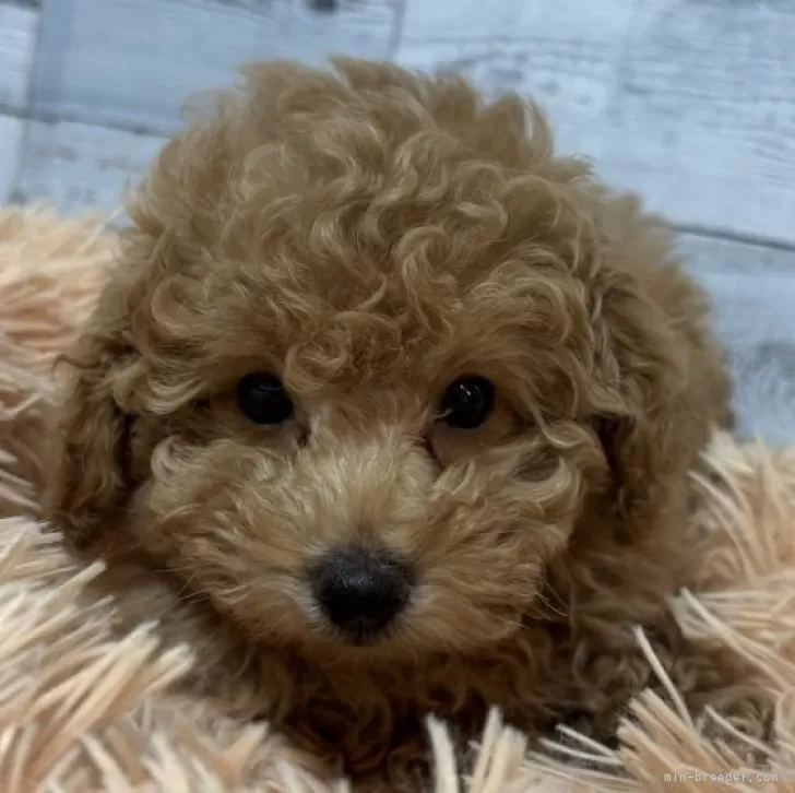 K.N 様のお迎えした子犬