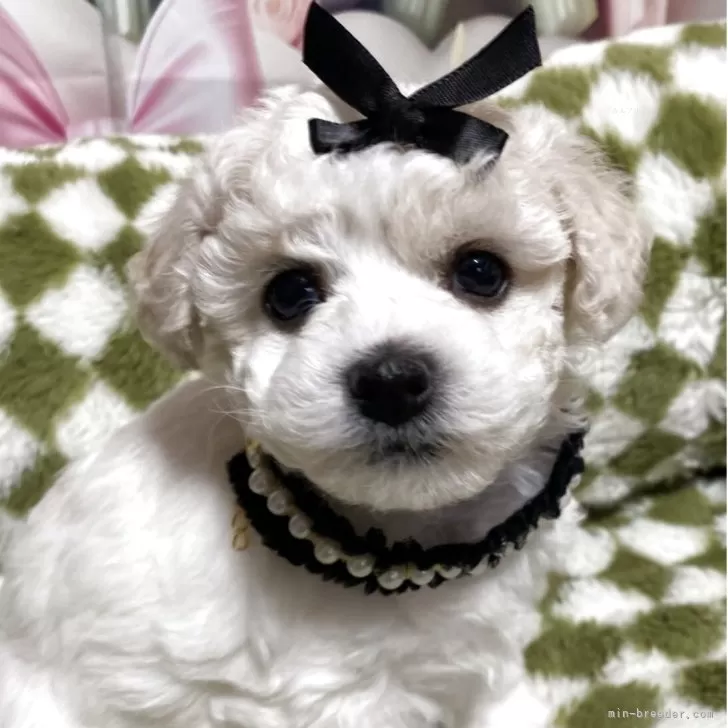 ID：2504-07554の子犬