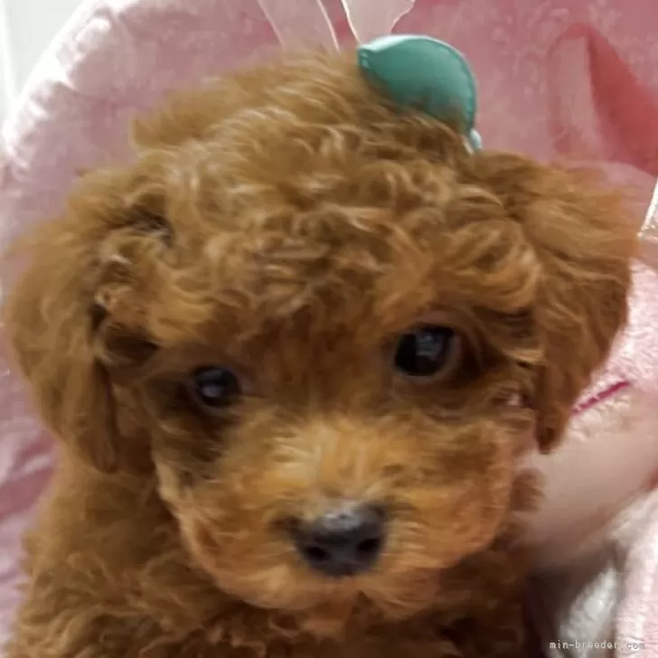 T.T 様のお迎えした子犬
