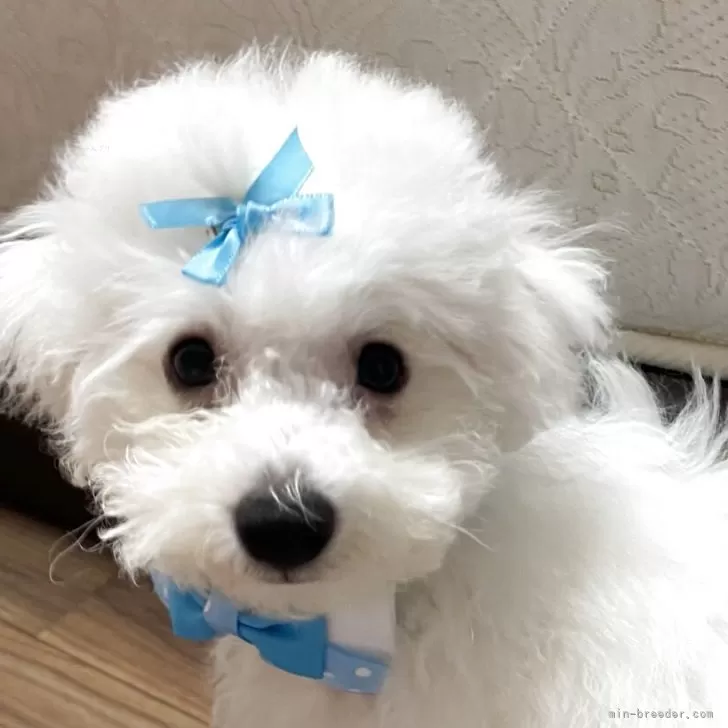 a 様のお迎えした子犬