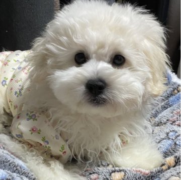 ペキプー(トイプードル×ペキニーズ)【愛知県・女の子・2025年7月17日・ホワイト】の写真「大きなお目目のおてんばガール🩷😍😍」