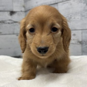 ミニチュアダックスフンド(ロング)【愛知県・男の子・2025年1月7日・レッド💙】の写真「おとなしい子です」