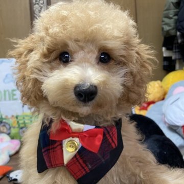 マルプー(マルチーズ×トイプードル)【愛知県・男の子・2025年7月19日・アプリコット】の写真「元気いっぱいわんぱくボーイ😍❤️💕」