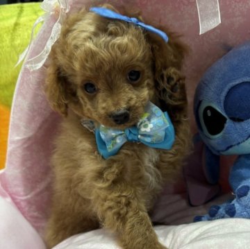 チワプー(チワワ×トイプードル)【愛知県・男の子・2025年8月24日・アプリ🩷】の写真「可愛い性格💙」