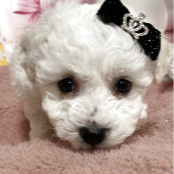 ビションフリーゼ【愛知県・男の子・2025年3月20日・ホワイト】の写真「とっても遊ぶの大好き💕ハンサムボーイ」