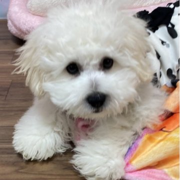 ペキプー(トイプードル×ペキニーズ)【愛知県・女の子・2025年7月17日・ホワイト】の写真「大きなお目目のおてんばガール🩷😍😍」