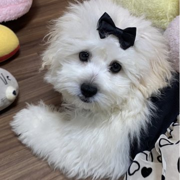 ペキプー(トイプードル×ペキニーズ)【愛知県・女の子・2025年7月17日・ホワイト】の写真「大きなお目目のおてんばガール🩷😍」