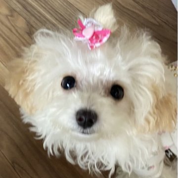 マルプー(マルチーズ×トイプードル)【愛知県・女の子・2025年7月19日・クリーム】の写真「小さな小さなプリティウーマン🥰❤️」