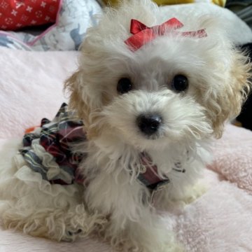 マルプー(マルチーズ×トイプードル)【愛知県・女の子・2025年7月19日・クリーム】の写真「小さな小さなプリティウーマン🥰❤️💕」