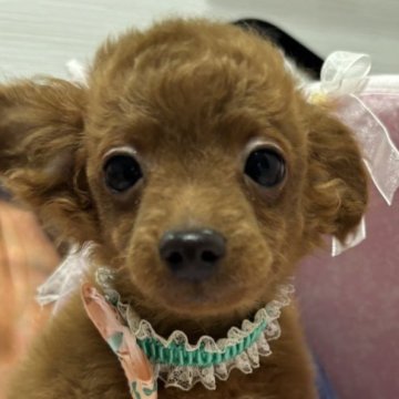 チワプー(チワワ×トイプードル)【愛知県・男の子・2025年8月24日・レッド🩵】の写真「❤️‍🩹泣き虫三男坊くん🩷」