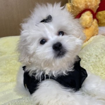 ペキプー(トイプードル×ペキニーズ)【愛知県・女の子・2025年7月17日・ホワイト】の写真「のんびりやのお姫様❗️🩷😍」