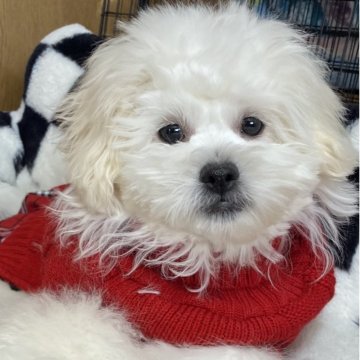 ペキプー(トイプードル×ペキニーズ)【愛知県・女の子・2025年7月17日・ホワイト】の写真「のんびりやのお姫様❗️🩷😍😍」