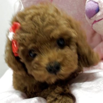 トイプードル(トイ)【愛知県・女の子・2025年6月4日・レッド❤️】の写真「静かな子です、」