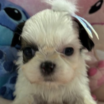 シーズー【愛知県・男の子・2024年9月25日・ホワイトアンドゴールド】の写真「体はちいさいです🐶とても性格良」