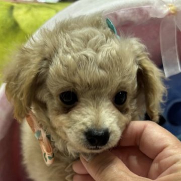 チワプー(チワワ×トイプードル)【愛知県・男の子・2025年8月24日・クリーム💜】の写真「しっかり者の次男くん💚」