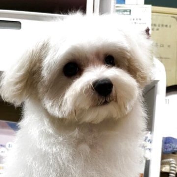 マルプー(マルチーズ×トイプードル)【愛知県・男の子・2025年3月31日・❤️クリーム🩵🩷🩷🤗🩷】の写真「小ぶりの可愛い子ですおとなしい🩷🩷🤗」