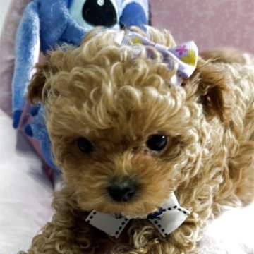 マルプー(マルチーズ×トイプードル)【愛知県・男の子・2025年2月6日・アプリコット😍】の写真「凄く小さい子です
現在700グラム」