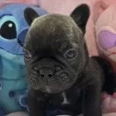 フレンチブルドッグ