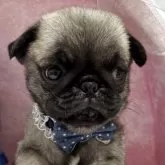 パグ