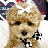 マルプー(マルチーズ×トイプードル)【愛知県・男の子・2025年1月28日・クリーム】の写真2