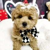 マルプー(マルチーズ×トイプードル)【愛知県・男の子・2025年1月28日・クリーム】の写真7