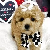 マルプー(マルチーズ×トイプードル)【愛知県・男の子・2025年1月28日・クリーム】の写真8