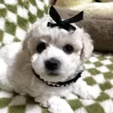 ビションフリーゼ【愛知県・女の子・2025年3月20日・ホワイト】の写真9