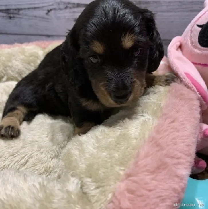 ID：2208-00954の子犬