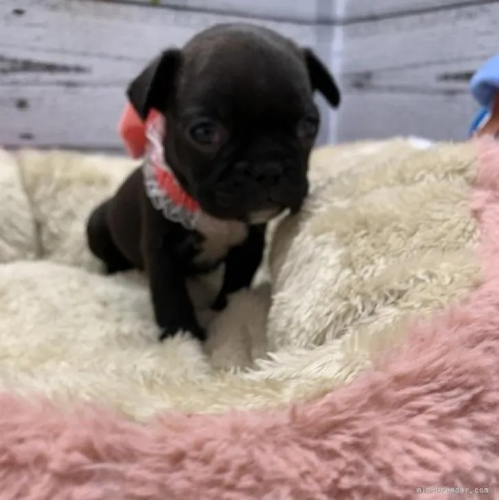 ID:2209-00148の子犬