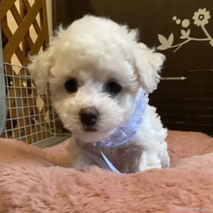 ID:2403-05671の子犬