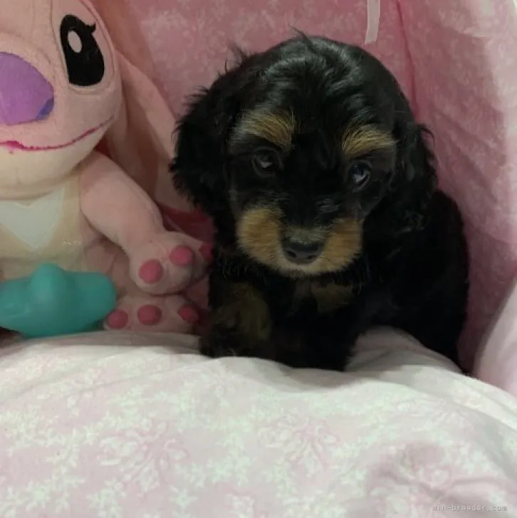 ID:2309-01399の子犬