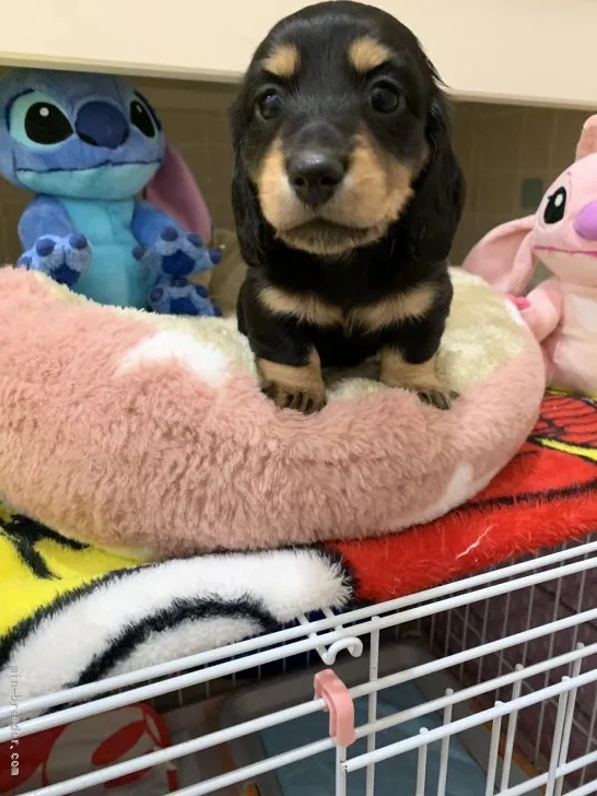 ID：2201-00199の子犬