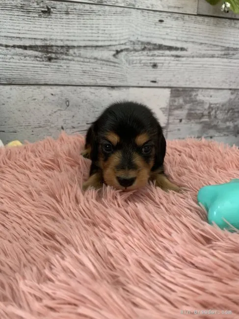 ID：2207-04512の子犬