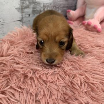 ミニチュアダックスフンド(ロング)【愛知県・女の子・2022年6月23日・レッド】の写真「長女のレットちゃんです
凄く美人です。」