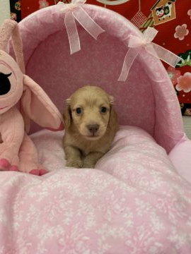 ミニチュアダックスフンド(ロング)【愛知県・女の子・2021年12月13日・イエロー】の写真「凄くマイペースな子です」