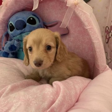 ミニチュアダックスフンド(ロング)【愛知県・男の子・2023年2月20日・イエロー】の写真「2人兄妹のお兄ちゃんですが、
少し気が小さいかも」