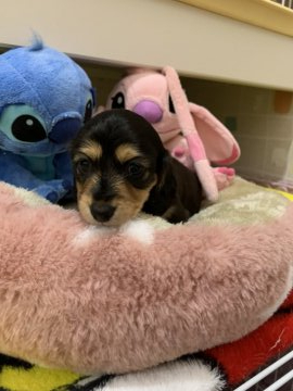 ミニチュアダックスフンド(ロング)【愛知県・女の子・2021年12月1日・ブラックイエロー】の写真「まだ小さいので
30日くらいしたら載せます。」