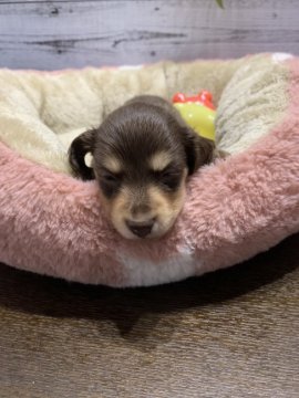 ミニチュアダックスフンド(ロング)【愛知県・女の子・2022年7月3日・チョコ&ターン】の写真「長女ちゃんですしっかりしてるかな？」