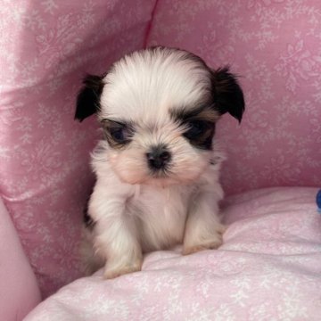 シーズー【愛知県・男の子・2022年12月29日・ホワイトアンドゴールド】の写真「とてもちびっ子です…小さいけど元気でーす」