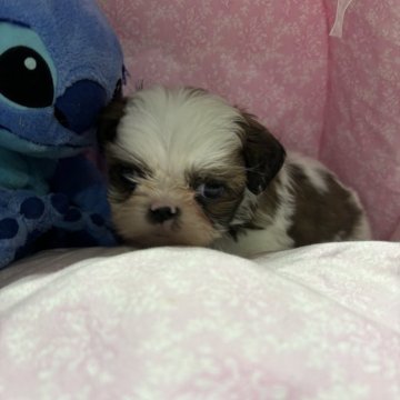 シーズー【愛知県・男の子・2024年2月14日・ホワイトアンドゴールド】の写真「とても愛らしい子
甘えん坊」