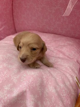 ミニチュアダックスフンド(ロング)【愛知県・男の子・2021年12月27日・イエロー】の写真「綺麗な色です小さめです」