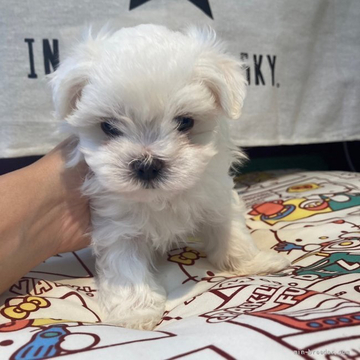 マルチーズ【愛知県・男の子・2022年4月24日・ホワイト】の写真「わんぱくで元気です。」