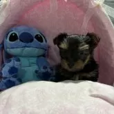 ヨークシャーテリア【愛知県・男の子・2024年2月9日・スチールブルーターン】の写真1