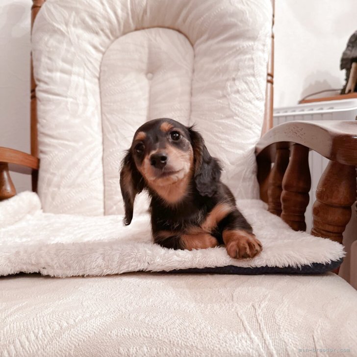 ブリーダー画像