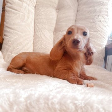 カニンヘンダックスフンド(ロング)【青森県・女の子・2025年5月26日・ゴールド】の写真「成長しても小粒ちゃん」