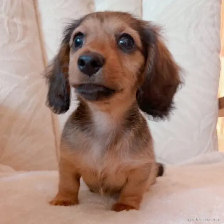くま 様のお迎えした子犬